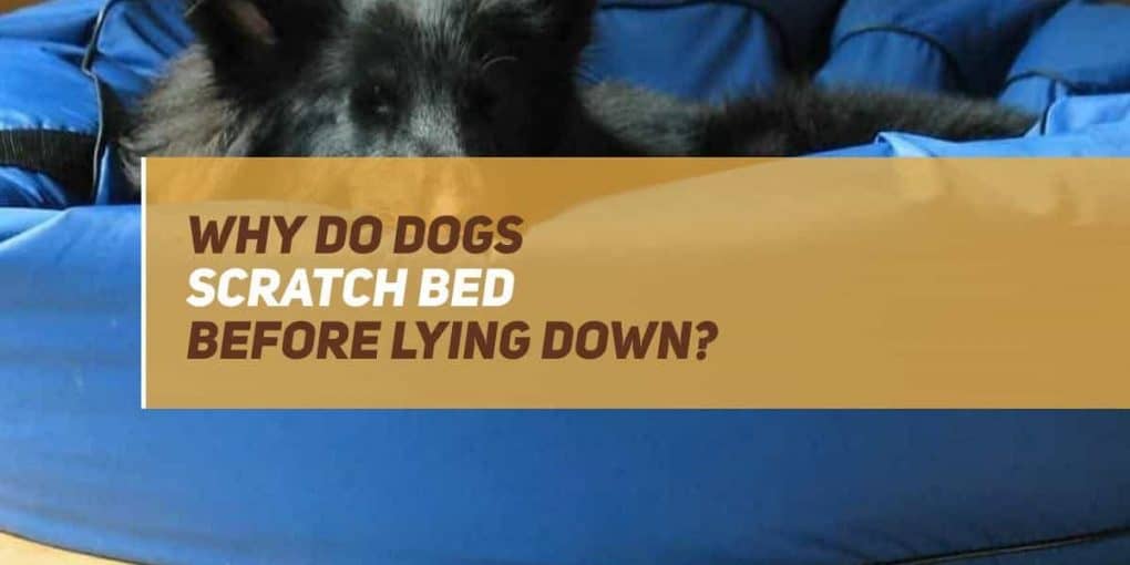 Why Do Dogs Scratch The Bed Before Lying Down? PUPPYFAQS
