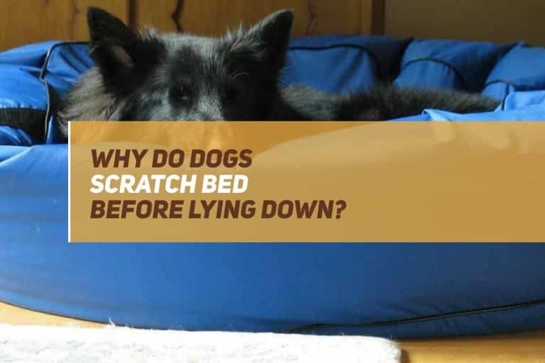 Why Do Dogs Scratch The Bed Before Lying Down? PUPPYFAQS