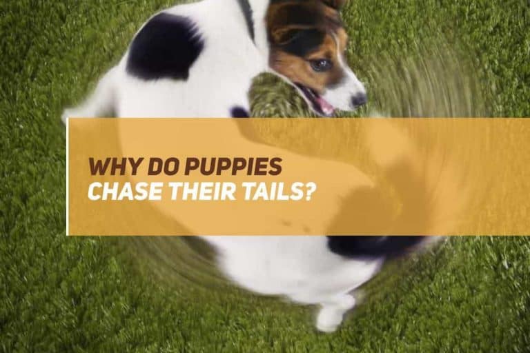 why do puppies chase their tails
