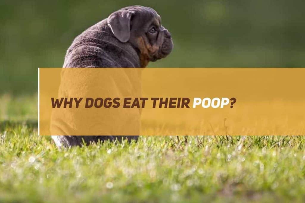 Why Dogs Eat Their Poop? PUPPYFAQS