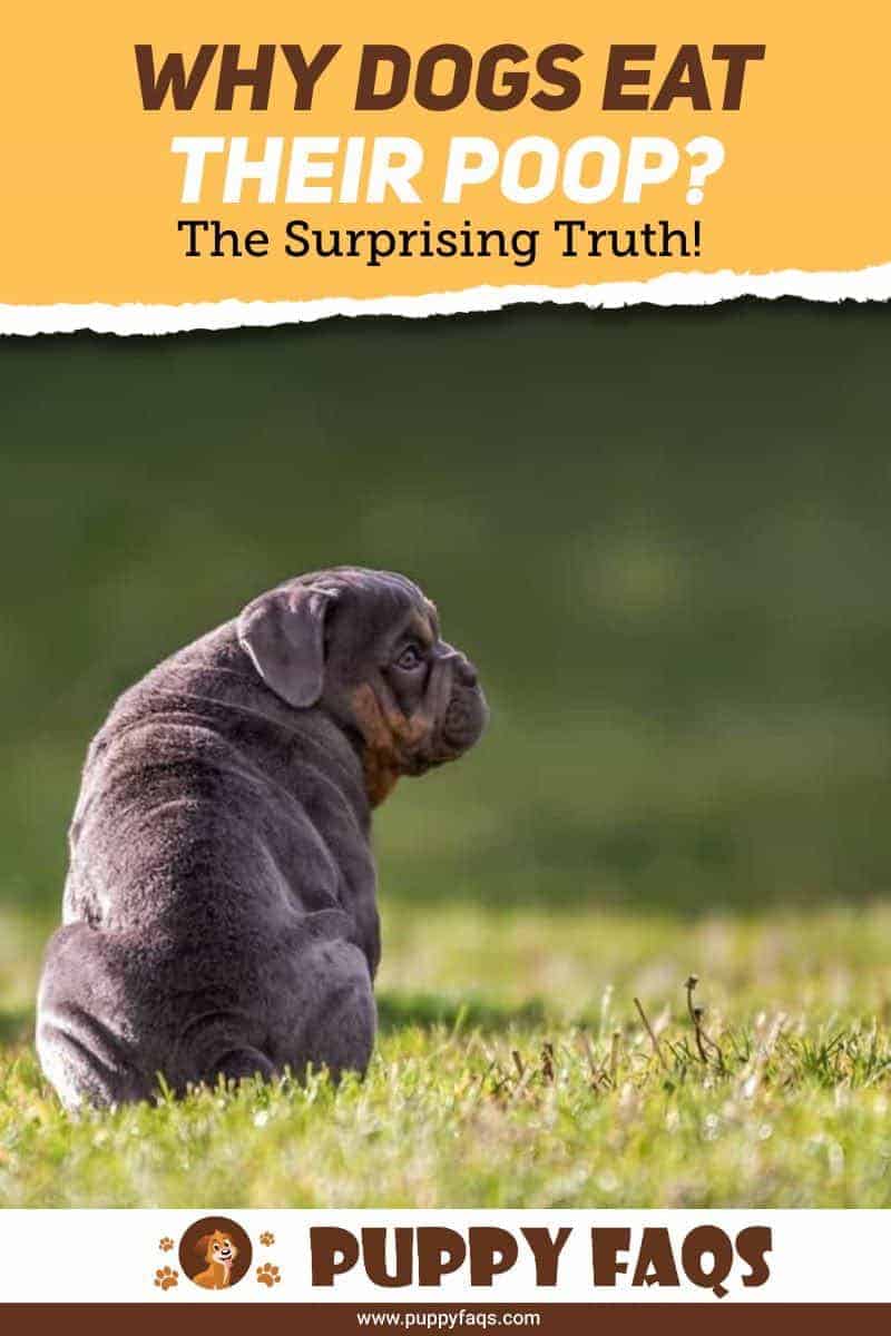 why-dogs-eat-their-poop-pin-1 is it safe for dogs to eat their poop