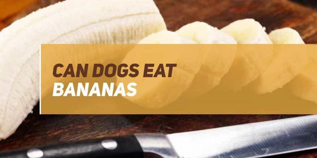 Photo inspiration: Curated Can Dogs Eat Marinated Bananas Safely Gallery View 44