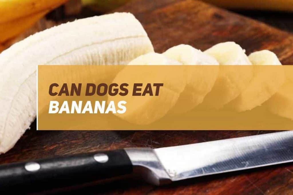 Can Dogs Eat Bananas? | PUPPYFAQS