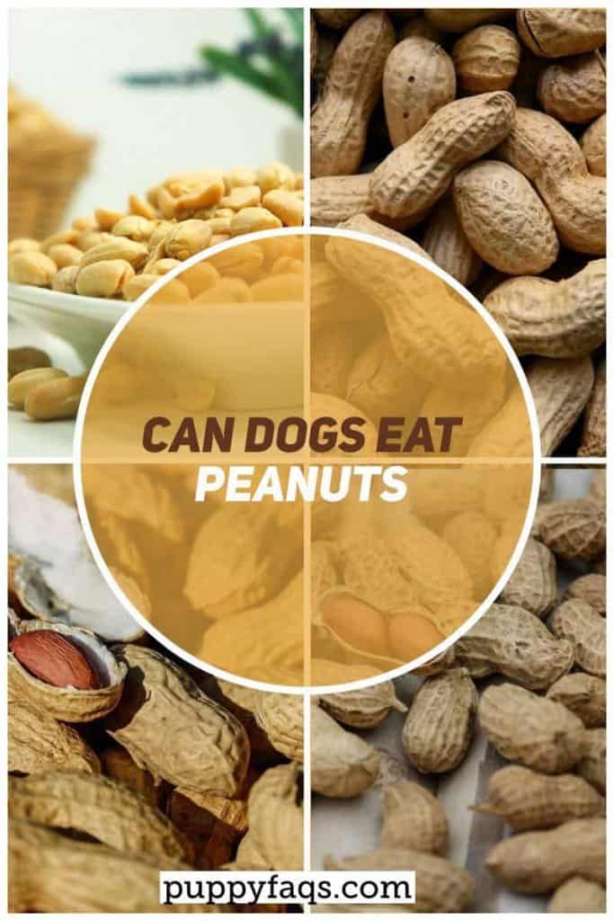 Can Dogs Eat Peanuts? PUPPYFAQS