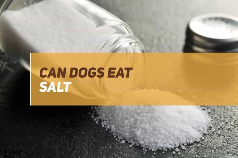 Can Dogs Eat Salt? 3 Can Dogs Eat Salt?
