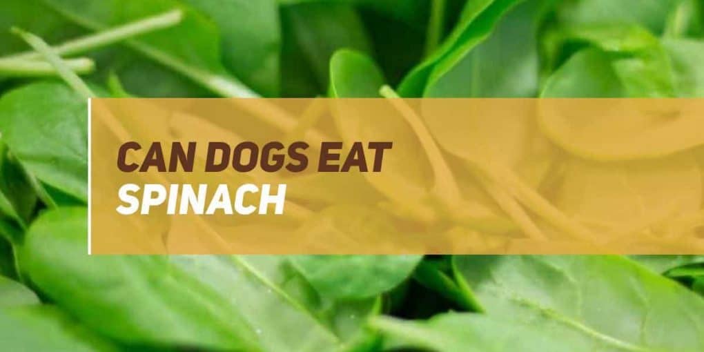 Can Dogs Eat Spinach? PUPPYFAQS