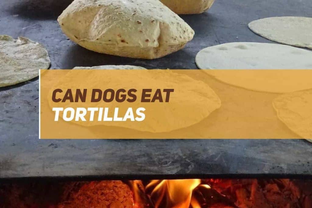 Can Dogs Eat Tortillas? PUPPYFAQS