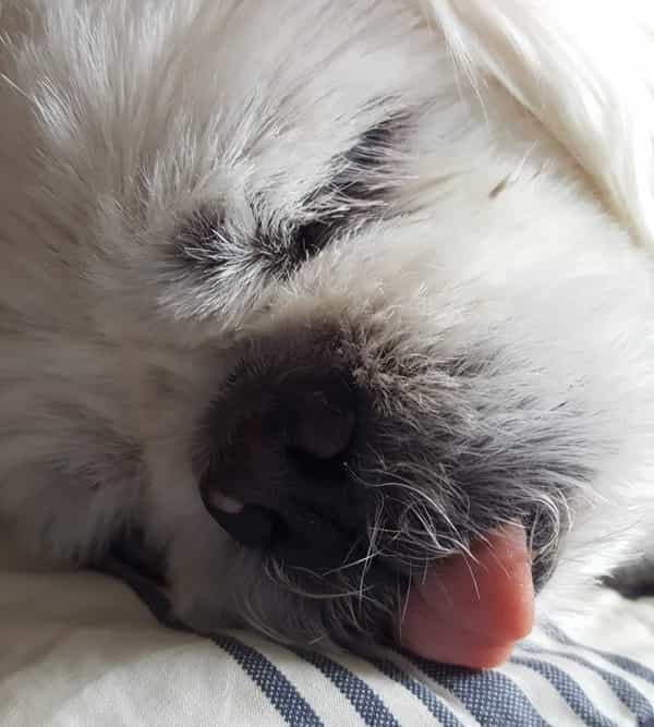 sassy tongue sticking out-2 dog's tongue sticking out while sleeping