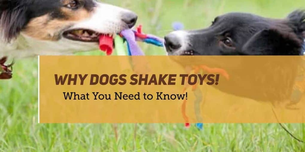 Why Dogs Shake Toys? Surprising Truth! PUPPYFAQS