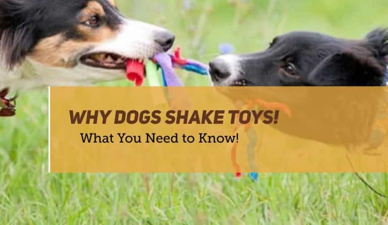Why dogs shake their toys