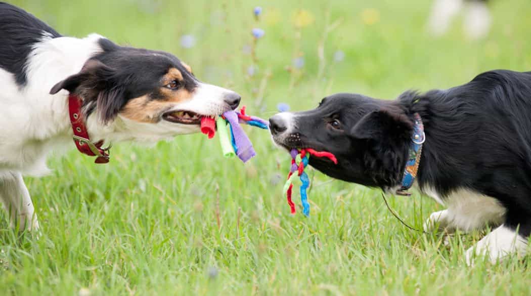 Why Do Dogs Shake Their Toys? Behavior Explained 2 Dog playing energetically with a toy