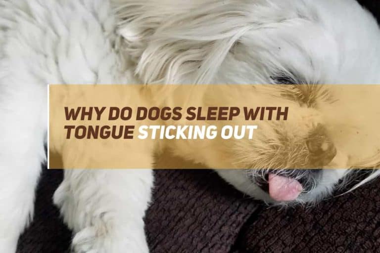 Why Dogs Sleep With Tongue Sticking Out? PUPPYFAQS
