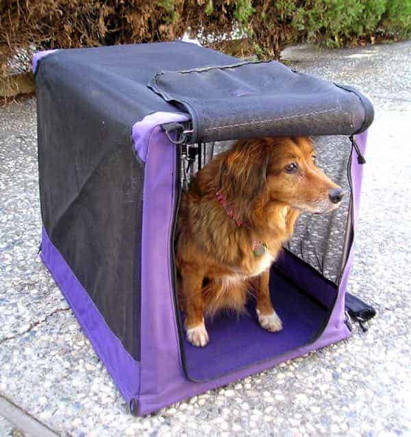 dog in covered crate