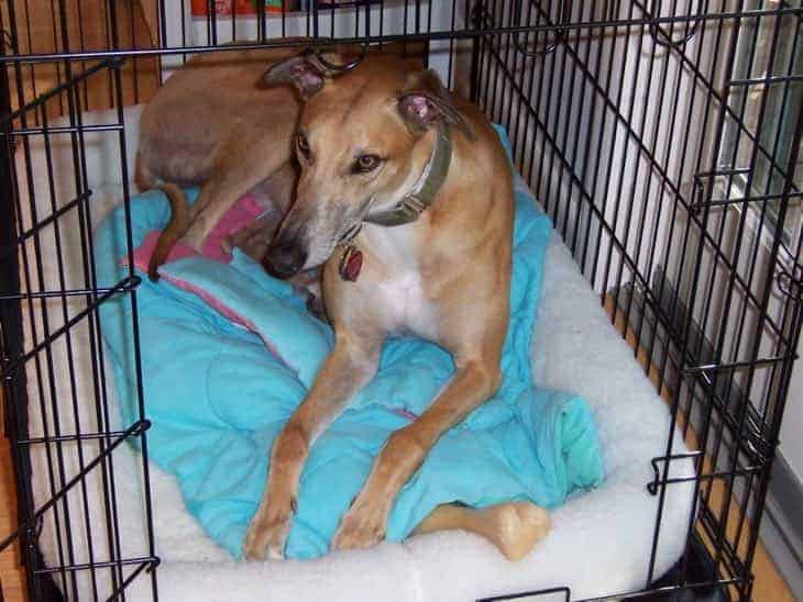 dog in crate