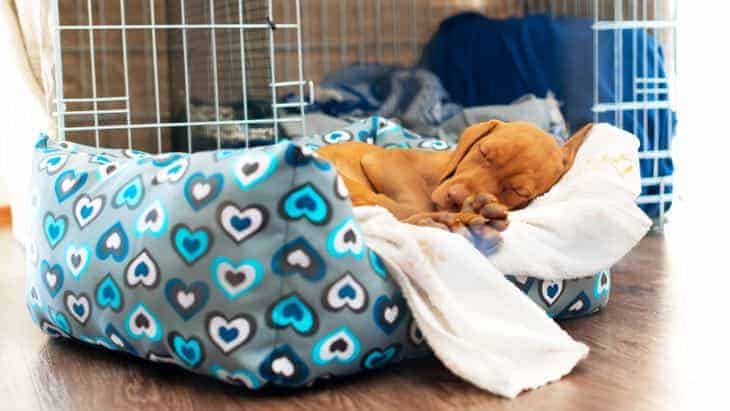 Should You Cover A Dog Crate With A Blanket?