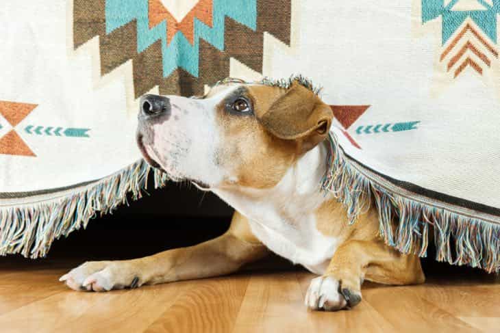 dog hiding under couch
