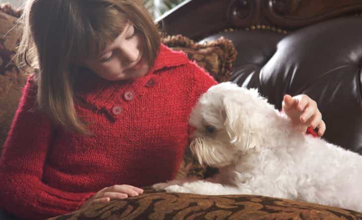 Puppy Teeth Cleaning Guide for New Owners: Don't Forget! 3 puppy teeth cleaning