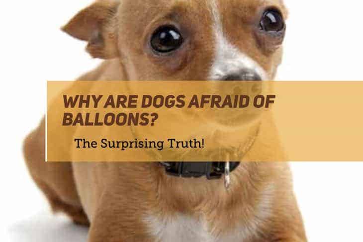Why are dogs afraid of balloons?