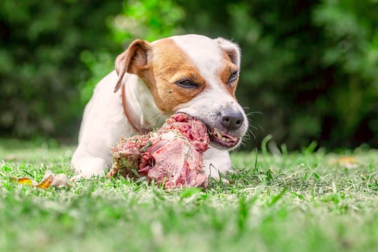 raw dog food - dog chewing on raw bone