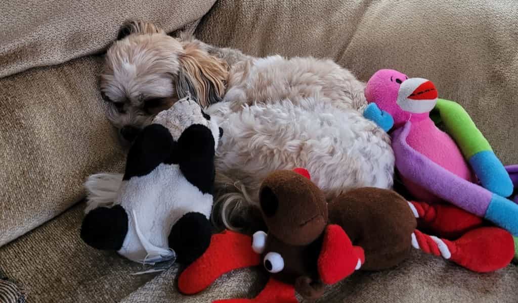 why do maltese sleep with their toys