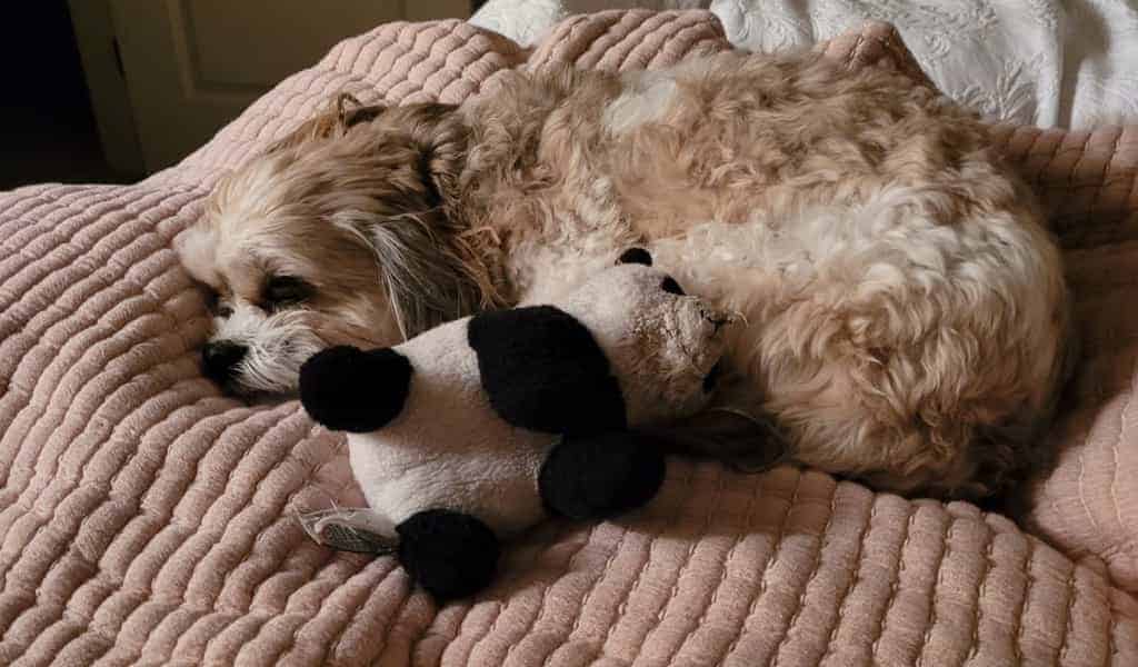 why do maltese sleep with their toys