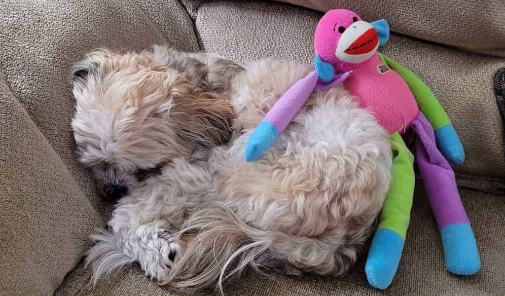 why do maltese sleep with their toys