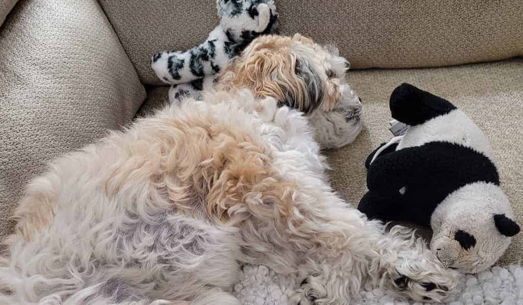 why do maltese sleep with their toys