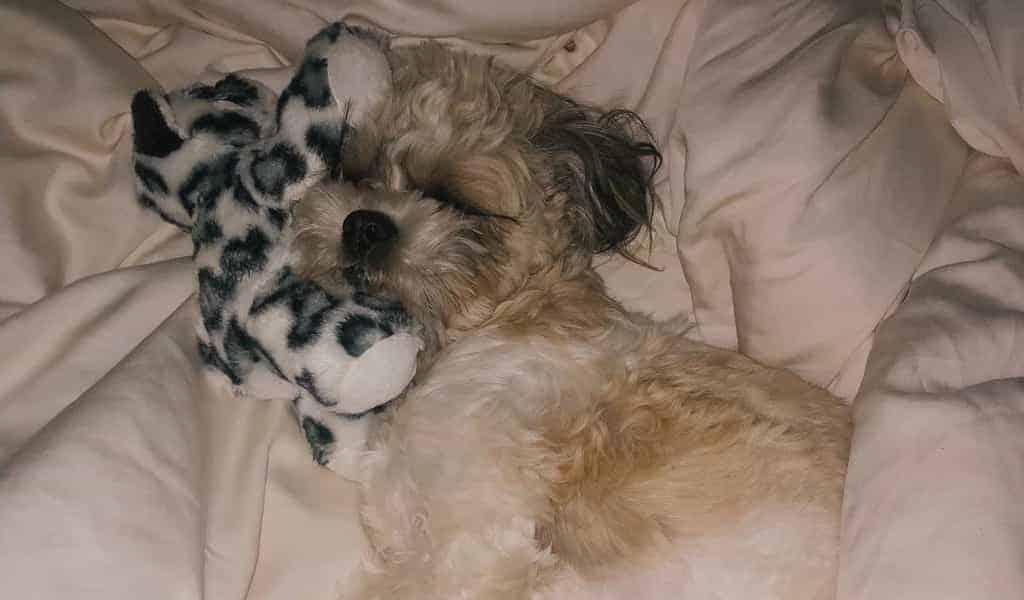 Puppy Teeth Cleaning Guide for New Owners: Don't Forget! 2 why do maltese sleep with their toys