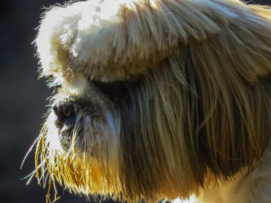 Shih Tzu Puppy Cut vs. Teddy Bear Cut: Which Is Better? 3 Brown-and-white long-coated small companion dog showing coat length and brushing needs