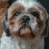Shih Tzu Puppy Cut vs. Teddy Bear Cut: Which Is Better?