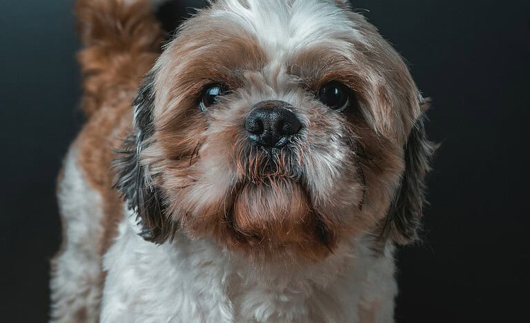 Shih Tzu dog portrait showing its long facial hair and coat