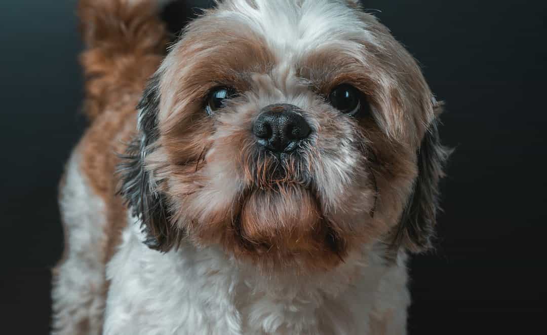 Shih Tzu dog portrait showing its long facial hair and coat