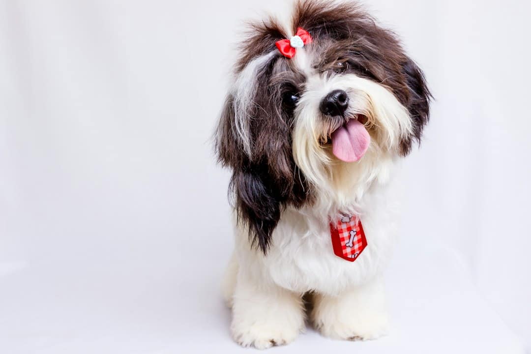 Shih Tzu Puppy Cut vs. Teddy Bear Cut: Which Is Better? 2 Small brown-and-white long-haired companion dog with a red bow, illustrating facial coat care
